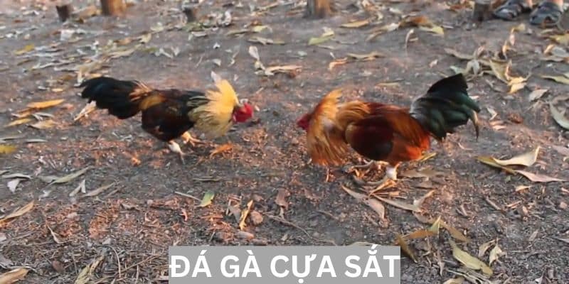Cảm nhận sự kịch tính trong từng trận đấu đá gà cựa sắt