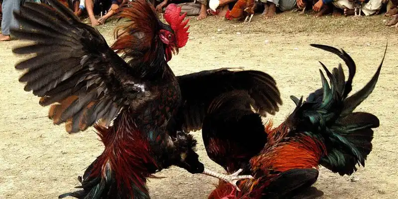 Đá gà cựa dao là trò chơi có mặt từ lâu đời tại Đông Nam Á