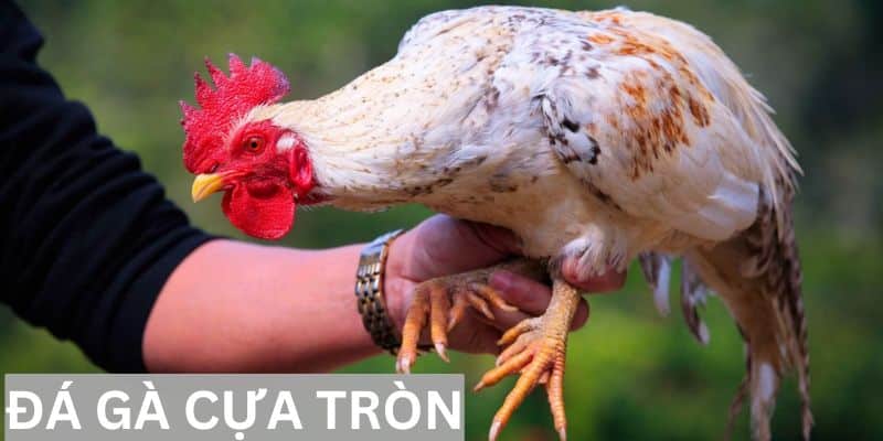 Khám phá bí quyết chiến thắng trong đá gà cựa tròn